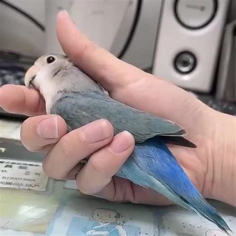 養鳥的人個性|愛鳥的朋友在哪裡？ 飼養大全共6招...養鳥新手必知